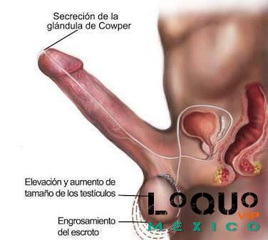 Putas Jalisco: masaqjes  especiales  para caballero